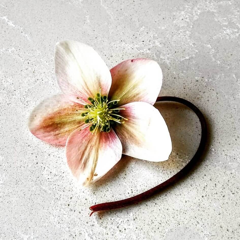Foto van Helleborus bloem